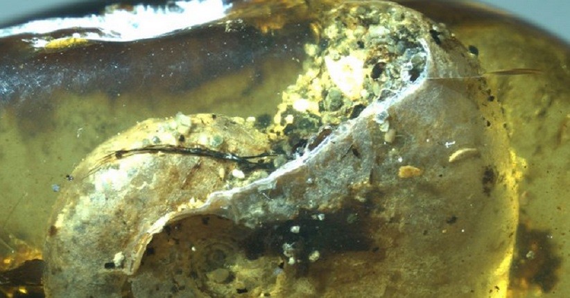 Ammonite Berusia 100 Juta Tahun Ditemukan Terperangkap dalam Amber