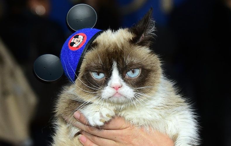 Grumpy, Kucing yang Menjadi Bintang Internet karena Wajah Cemberutnya Mati