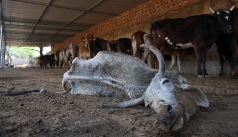 Ekstrimis Hindu India Tembak Mati Pria Muslim Terkait Sapi