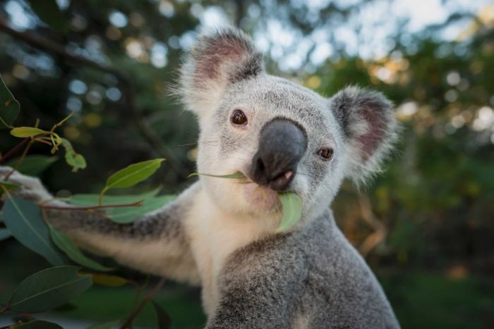 Kendalikan Populasi, Koala di Australia Dipasangi KB Implan