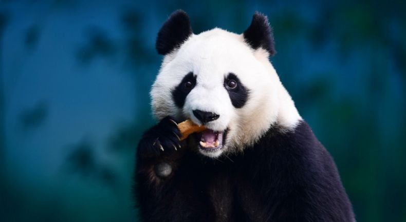 China Bikin Aplikasi Pengenal Wajah untuk Panda