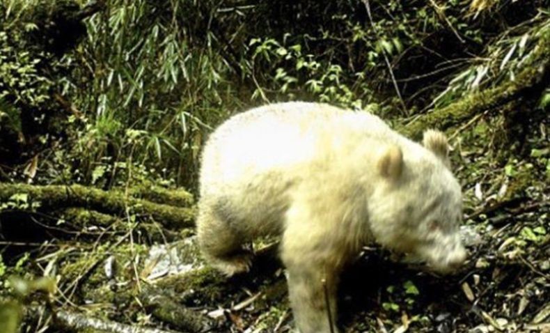 Pertama Kali, China Rilis Panda Raksasa Serbaputih