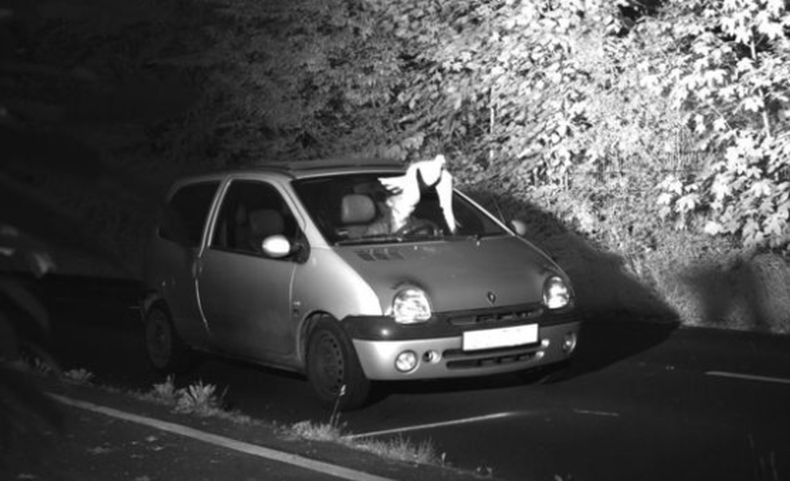 Pria Ini Terhindar dari Tilang Rp1,7 Juta Gara-Gara Burung Merpati, kok Bisa?