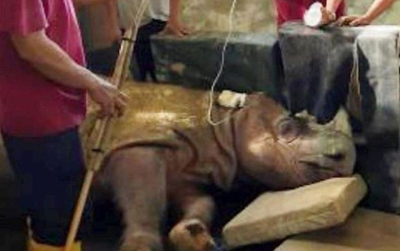 Bangkai Badak Sumatera Jantan Terakhir yang Ada di Malaysia 'Tam' Akan Diawetkan