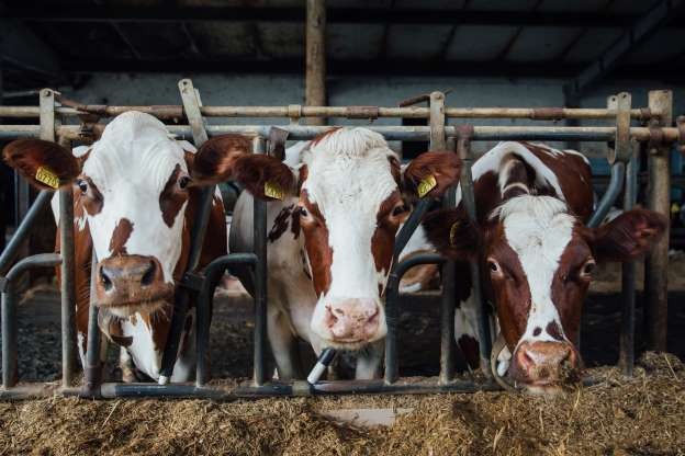 180 Sapi 'Dihukum Mati' di Polandia, Aktivis Hak-Hak Hewan Murka