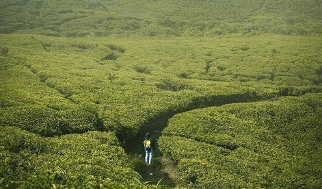 Libur Lebaran Wisata di Tempat Dingin, Yuk Lihat Perkebunan Teh Nirmala Agung