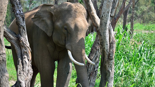3 Gajah Ditemukan Mati Diracun di Malaysia