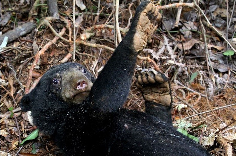 Lagi, Beruang Madu Muncul di Kelok 44 Sumbar