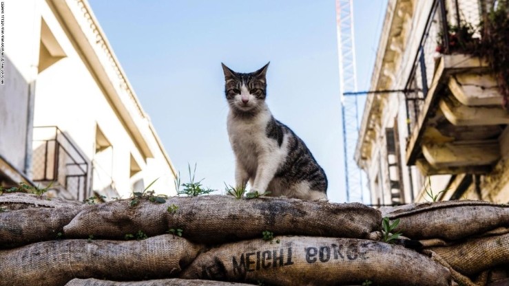 Bunuh 100 Kucing Milik Orang Lain, Pria Jepang Dihukum