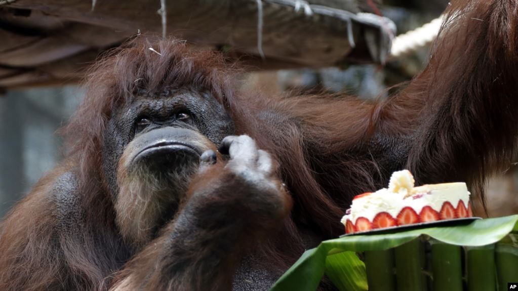 Orangutan Tertua Rayakan Ulang Tahun ke-50 di Kebun Binatang Paris