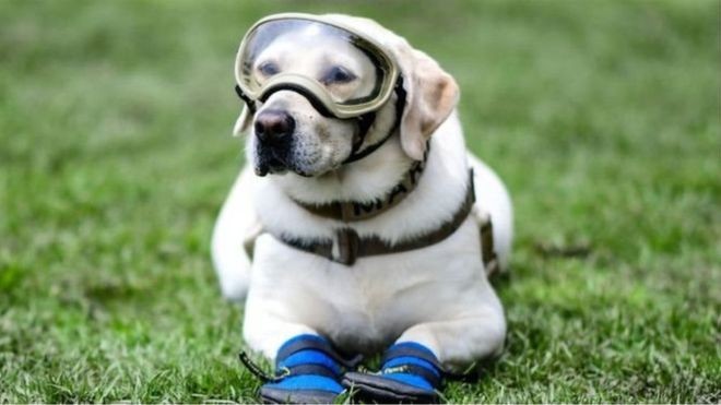 Frida, Anjing Penyelamat Tersohor yang Pensiun Setelah 9 Tahun Bertugas