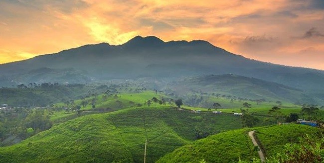 Wisata Kebun Teh Belanda di Karanganyar, Pemandangannya Indah dan Instagenik