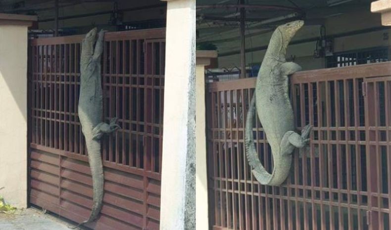 Viral Biawak Besar Panjat Pagar Rumah di Malaysia, Dikira Ada Penyerbuan