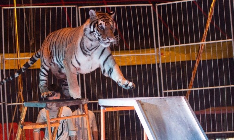 Pelatih Sirkus Tewas Diterkam 4 Ekor Harimau saat Latihan
