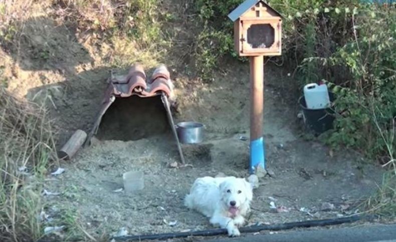 Anjing Ini Tongkrongi Lokasi Kecelakaan yang Tewaskan Majikannya 18 Bulan Lalu