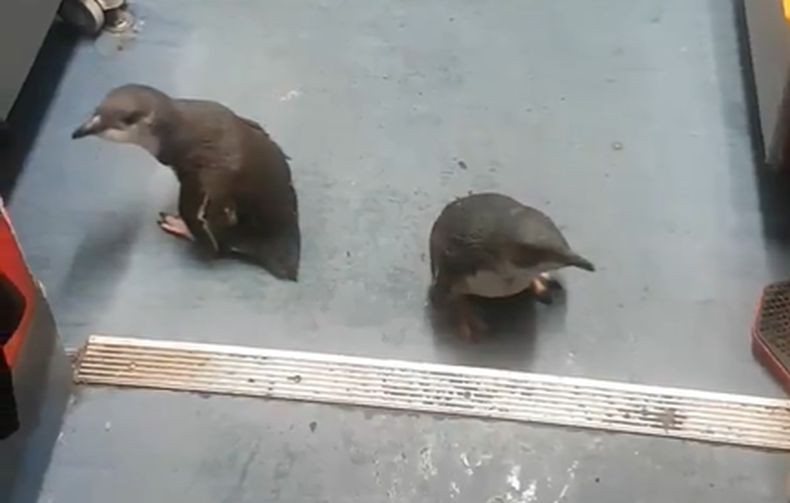 2 Penguin Bikin Repot Polisi Selandia Baru, Sambangi Kedai Sushi untuk Cari Ikan