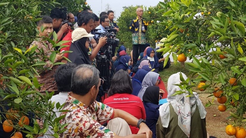 Mengenal Bujangseta, Teknologi yang Bikin Tanaman Jeruk Berbuah sepanjang Tahun