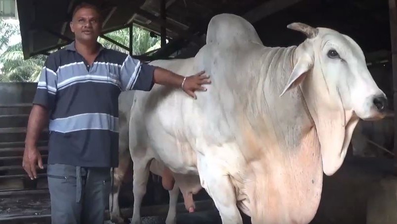 Presiden Jokowi Beli Sapi Ongole 1 Ton Milik Peternak asal Langkat Sumut