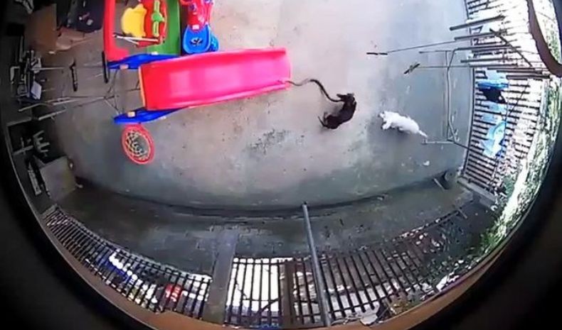 Terekam CCTV, Anjing Mati demi Selamatkan Anak Majikan dari Serangan Ular Kobra