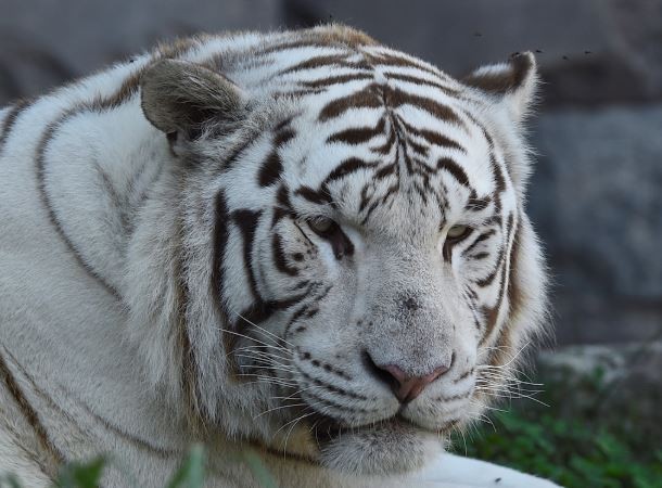 Belgia Dilanda Gelombang Panas, Harimau dan Beruang Diberi Makan Es Batu