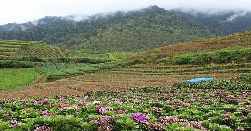 Travelling ala Wisata Jepang di Kota Batu, Intip Keindahan Taman Bunga Hortensia