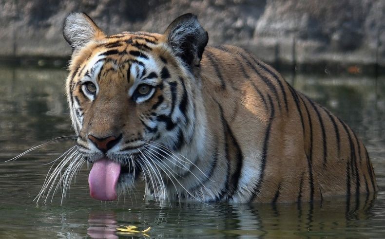 Terkam Lansia hingga Tewas, Harimau di India Jadi Buruan Aparat