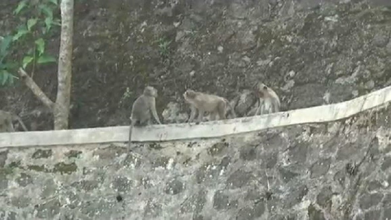Puluhan Kera Serang Permukiman Warga di Nglanggeran Gunungkidul