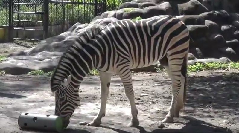 Jomblo 6 Tahun, 2 Satwa Kebun Binatang Surabaya Segera Dicarikan Jodoh