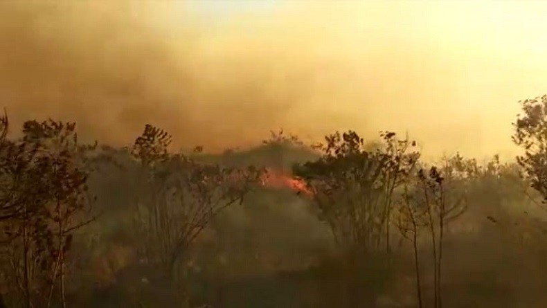 Gunung Welirang di Mojokerto Terbakar, Belasan Hektare Pohon Langka Hangus