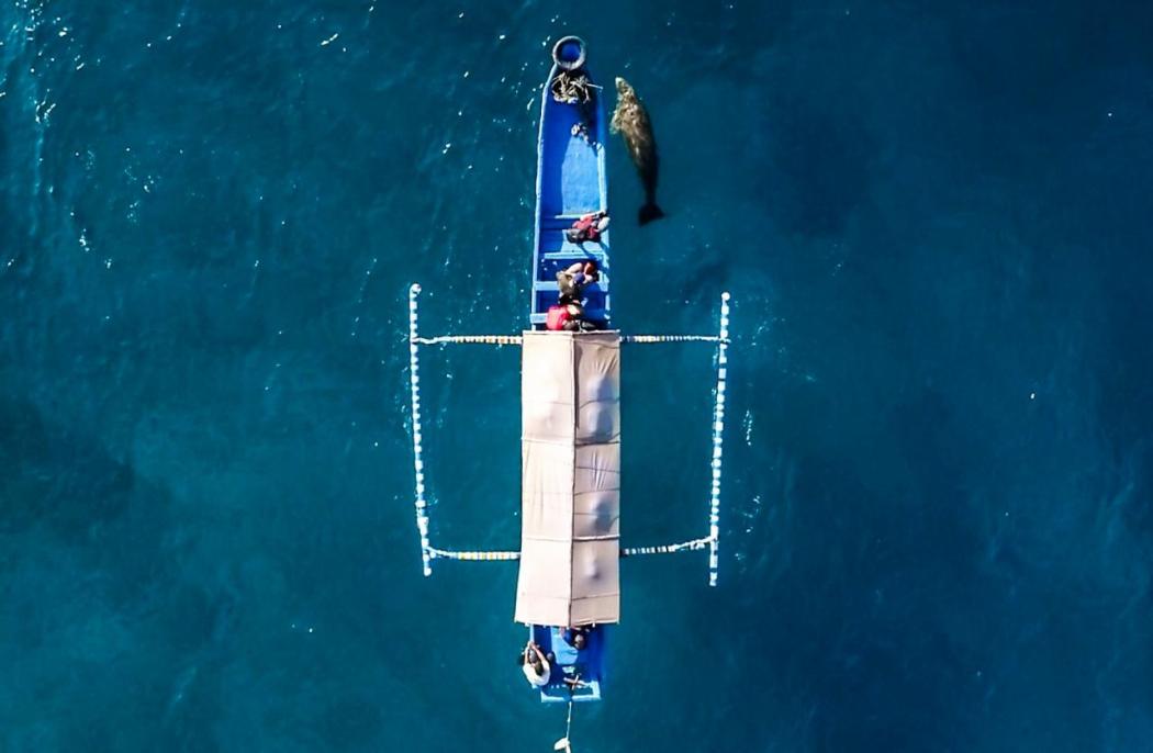 Keunikan Wisata di Alor, Asyiknya Bisa Lihat Duyung Perairan Pantai Mali