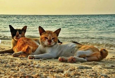 Mengintip Keunikan Pulau Kucing di Polewali, Mirip Cats Island Jepang