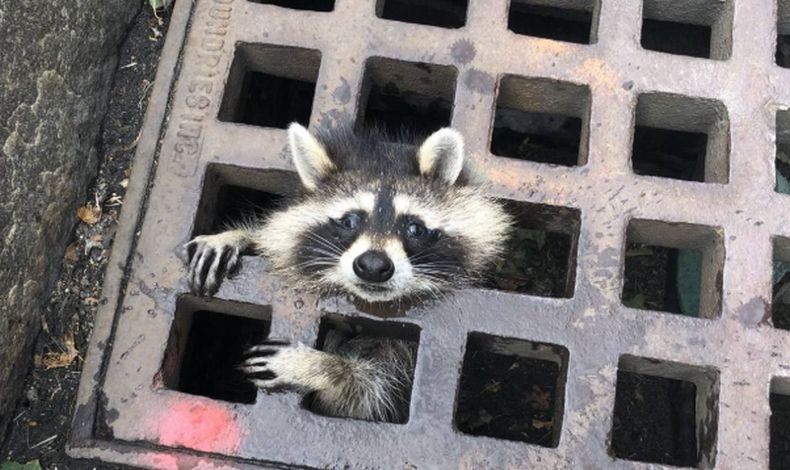 Viral, Rakun Terjebak di Besi Penutup Lubang Jalan Diselamatkan Petugas Damkar