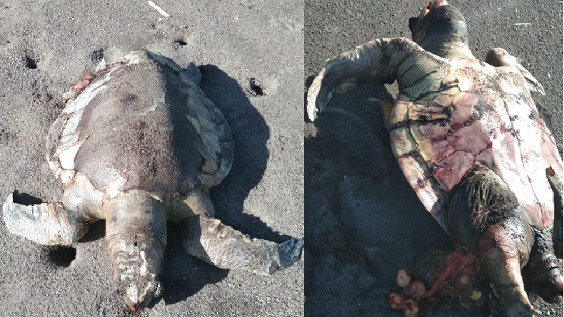 Hendak Bertelur, Penyu Hijau Ditemukan Mati di Muara Sungai Bogowonto