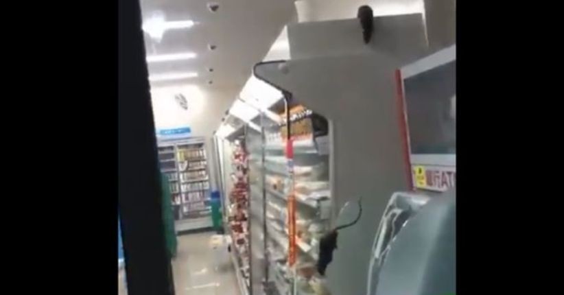 Ada Tikus Berkeliaran di Toko, FamilyMart Jepang Minta Maaf