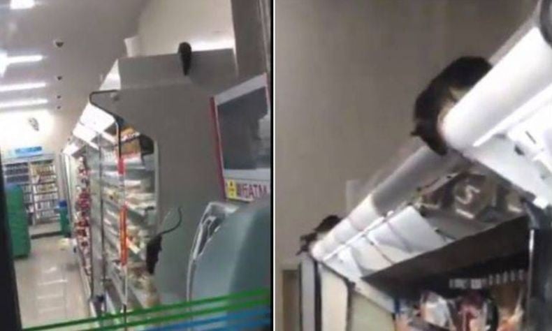 Viral, Tikus Serbu Minimarket di Tokyo