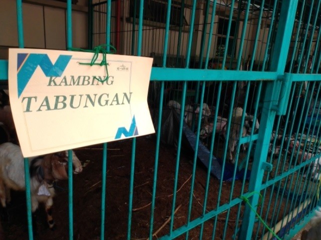 Menabung 2 Pekan, Siswa TK-SMA di Al-Azhar BSD Berkurban 3 Sapi dan 80 Kambing