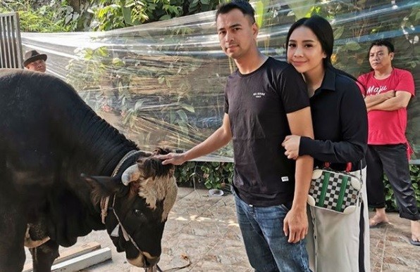 Rayakan Idul Adha, Raffi Ahmad dan Nagita Slavina Kurbankan 6 Ekor Sapi