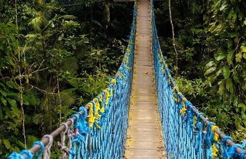 Indahnya Pemandangan Hutan dari Canopy Trail, Jembatan Gantung Eksotis di Bogor