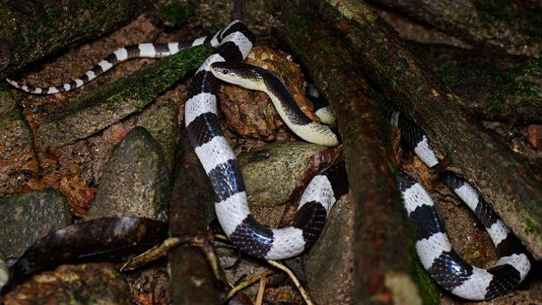 Ular Weling yang Gigit Satpam di Tangsel Dikenal Punya Racun Mematikan