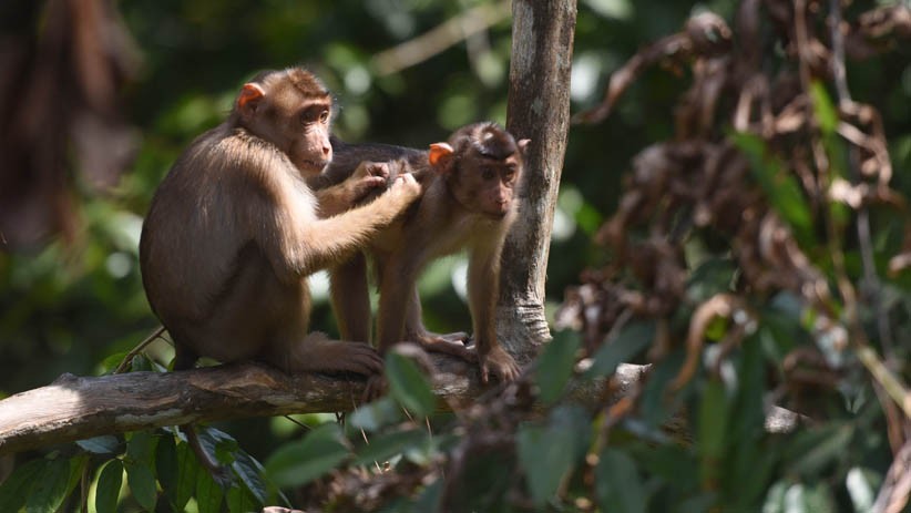 Parahnya Gelombang Panas di India, Puluhan Monyet Tenggelam di Sumur saat Cari Air akibat Kehausan