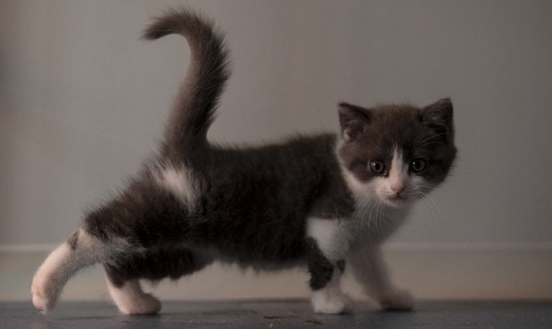 Lucunya, Ini Kucing Hasil Kloning Pertama di Dunia Senilai Rp500 Juta