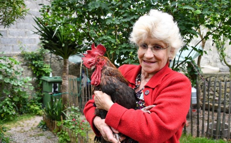 Dilaporkan ke Polisi karena Berisik, Ayam Jantan Ini Menang di Pengadilan