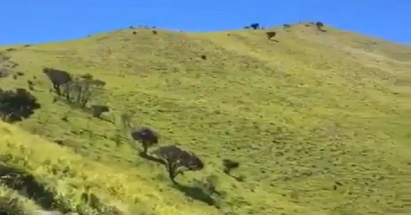 Mengintip Indahnya Gunung Merbabu via Suwanting, Sabana Hijaunya Mirip Permadani