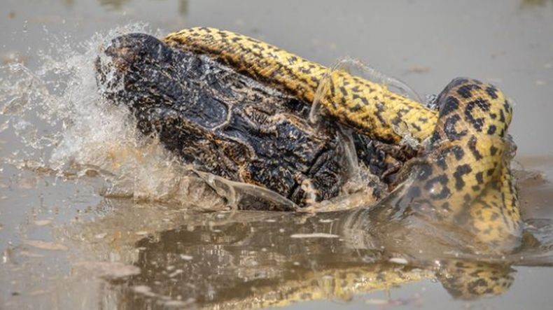 Duel Seru Anaconda dengan Buaya Terekam Kamera, Siapa yang Menang?