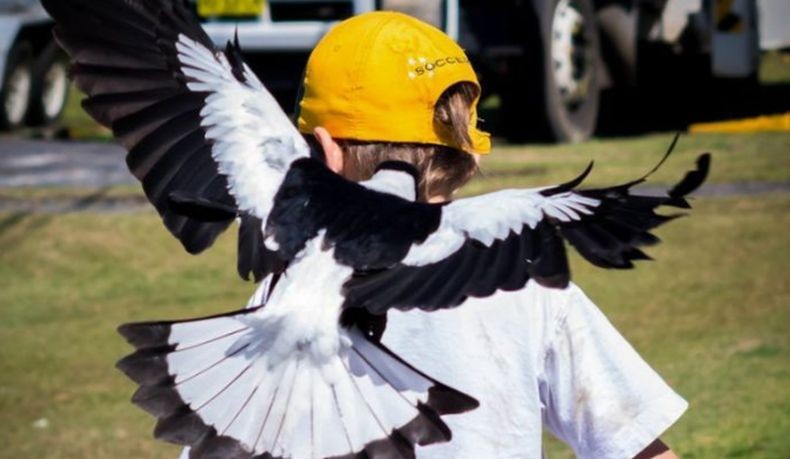 Pengendara Sepeda Motor Tewas Diserang Burung Gagak