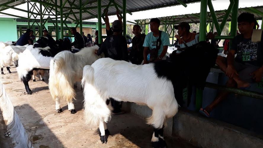 Tak Punya Uang untuk Bayar Sewa Mobil, Warga Gunungkidul Curi Kambing