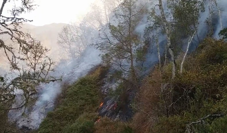 Pemerintah Terbitkan Inpres Lindungi 66,3 Juta Hektare Hutan dari Fungsi Lain