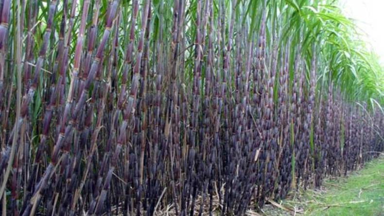 Pemerintah Berencana Impor Gula, Ini Keluhan Petani Tebu