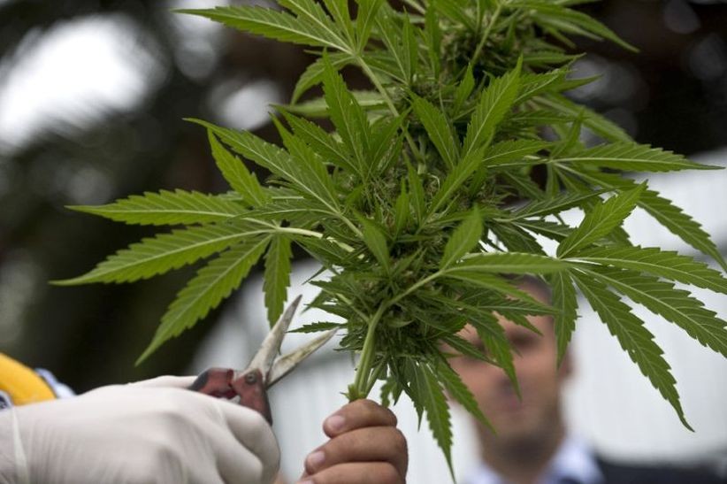 Ganja Laku Keras Selama Lockdown di Inggris