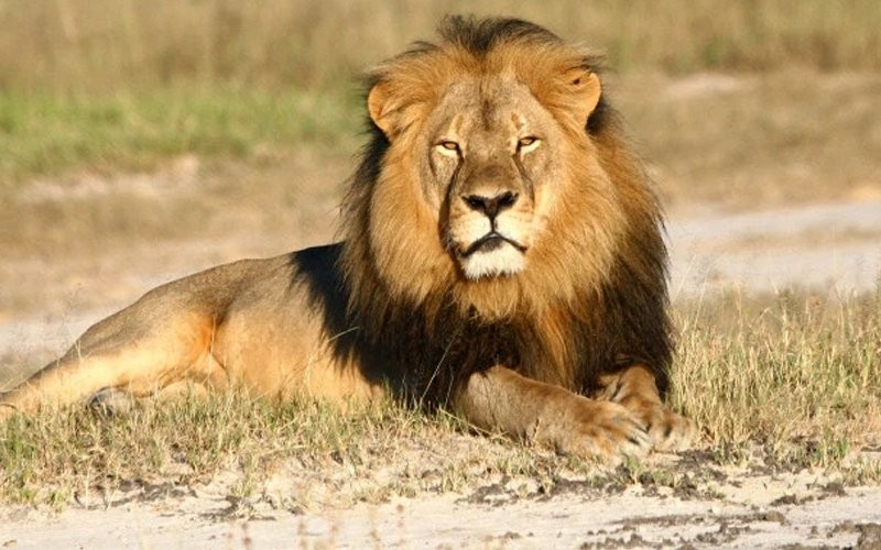 Tujuh Singa Kabur dari Taman Safari, Polisi Minta Warga Afsel Berhati-hati